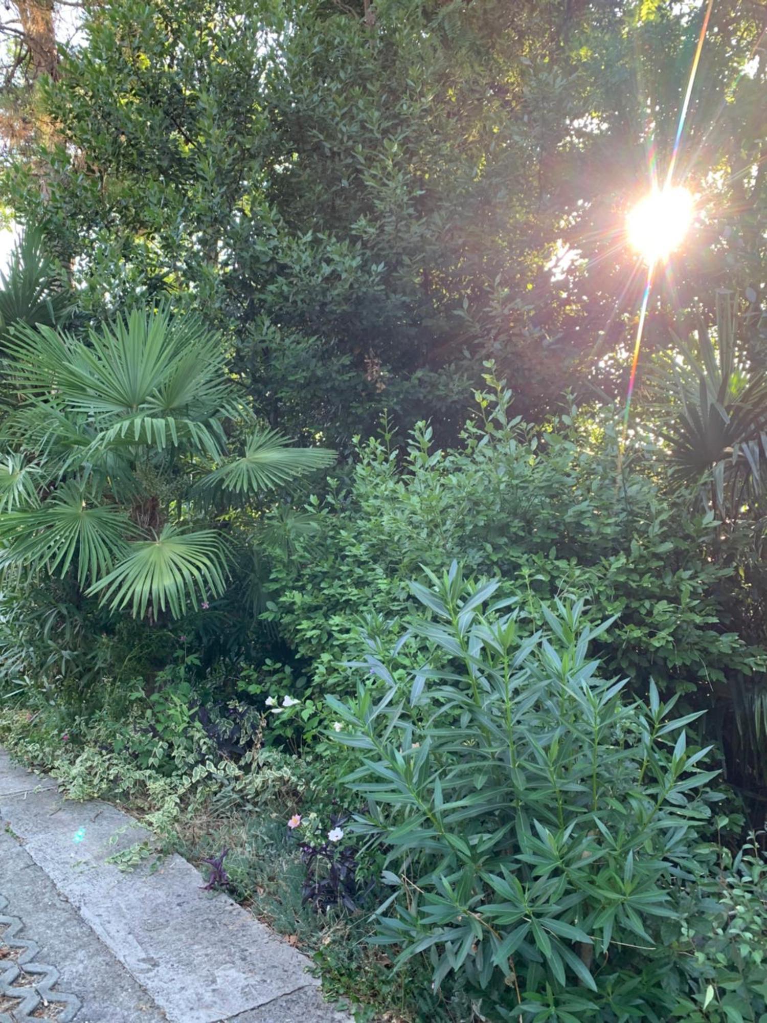 Sheltered Oasis In Opatija